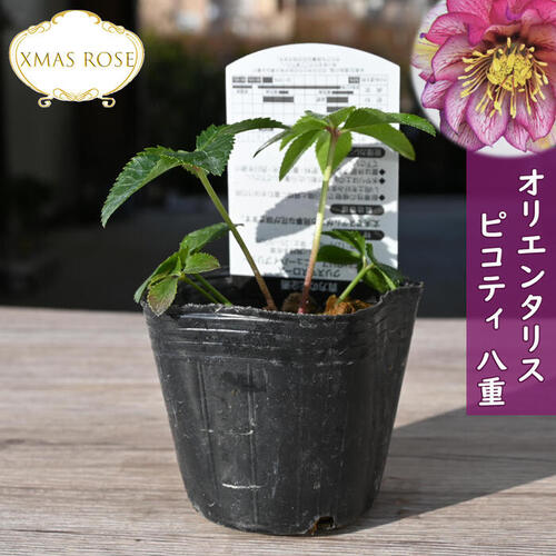 楽天市場】2023年新入荷苗 クリスマスローズ オリエンタリス ピコティ