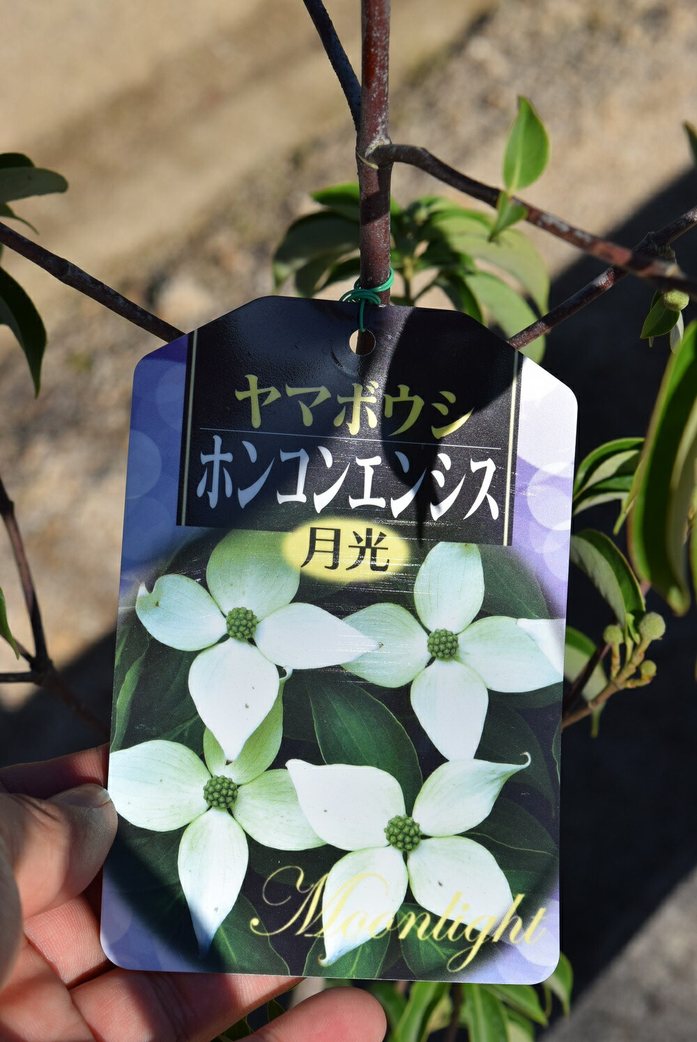 楽天市場】2026年5月頃開花の常緑ヤマボウシホンコンエンシス・月光