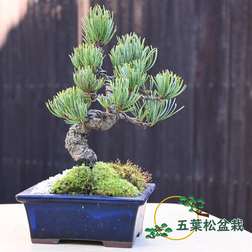楽天市場】2024年11月撮影五葉松盆栽 本格 盆栽マツ まつ 吾妻 五葉松