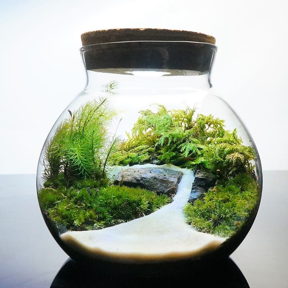 楽天市場】【完成品】選べる3サイズ LEDライト付 ボトルテラリウム 苔