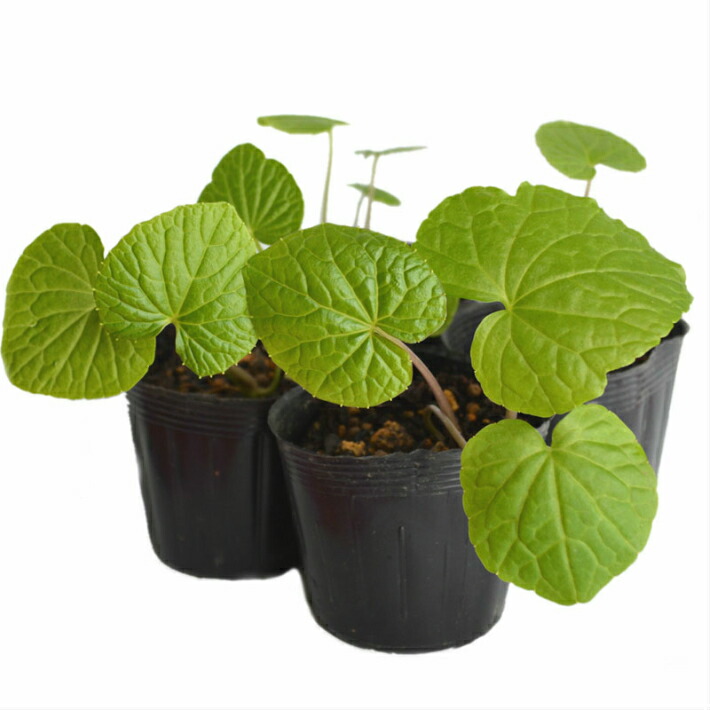 楽天市場】わさび 苗の通販