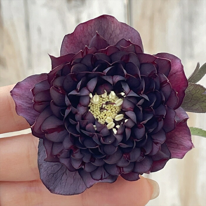 ☆広瀬園芸☆クリスマスローズ☆ブラック☆5号鉢☆ 広瀬園芸】クリスマスローズ ブラック シングル（SS） 3年管理充実株6