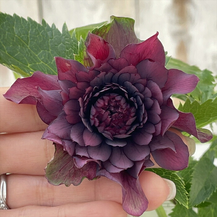 ☆広瀬園芸☆クリスマスローズ☆ブラック☆5号鉢☆ 広瀬園芸】クリスマスローズ ブラック シングル（SS） 3年管理充実株6