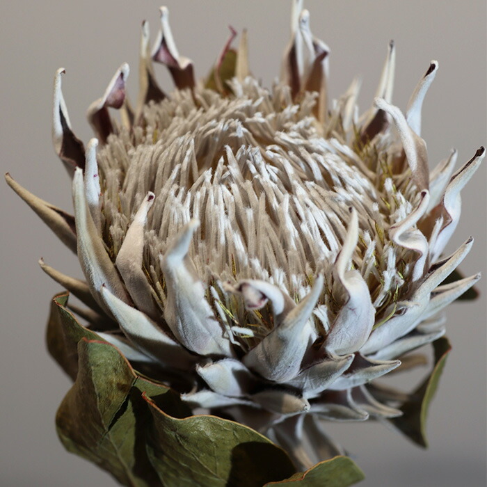 楽天市場】ドライフラワー キングプロテア ピンク インテリア 飾り