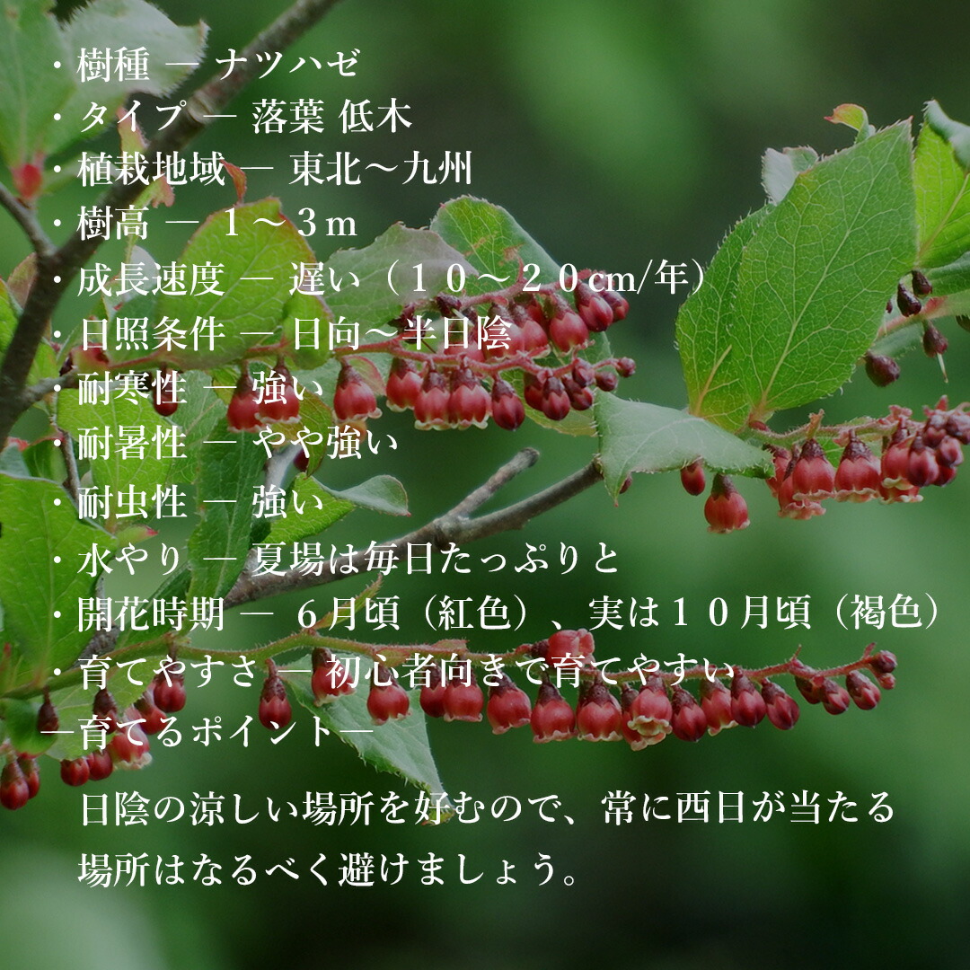 楽天市場】【現品】山採り【ナツハゼ】夏櫨 株立ち 自然風樹形 樹高H
