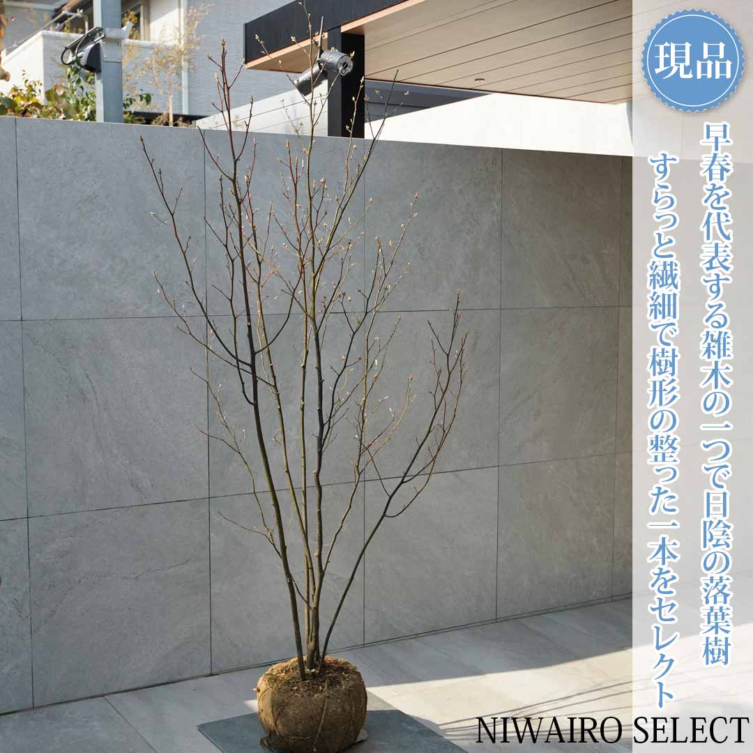 クロモジ 植木 株立」の人気商品一覧 | 安い商品を通販サイトから探す