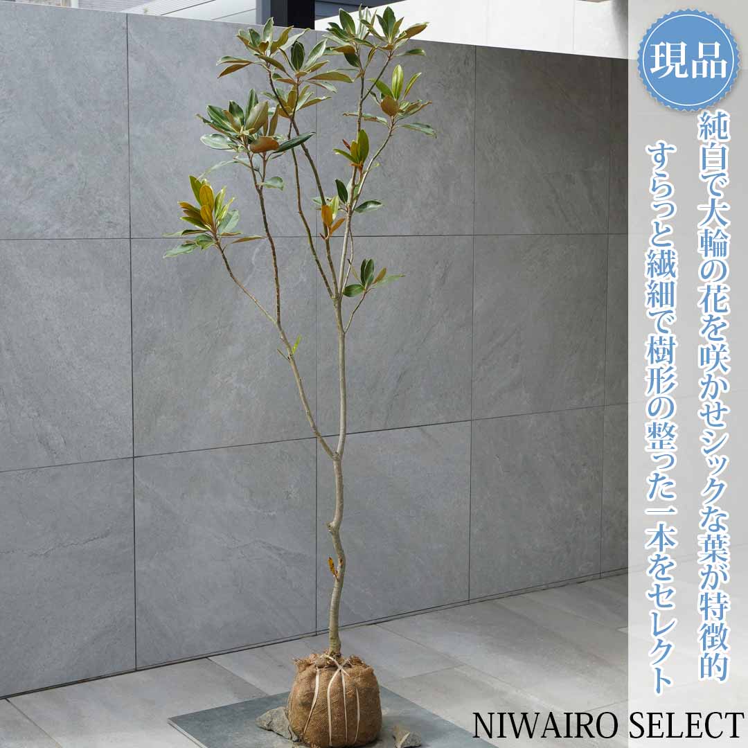 リトルジェム」の人気商品一覧 | 安い商品を通販サイトから探す - 価格.com