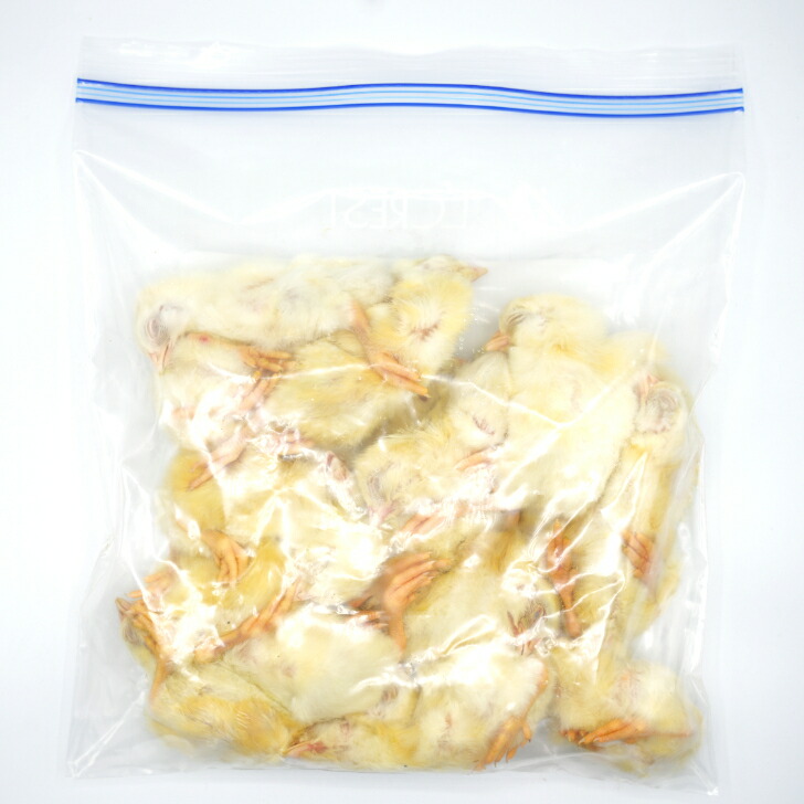 楽天市場】【未処理】国産冷凍ヒヨコ105羽 冷凍餌 エサ 猛禽類 爬虫類