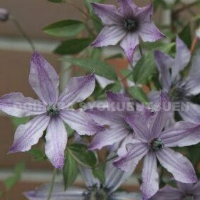 楽天市場】クレマチス '流星'(PVP) 2年苗 : おぎはら植物園