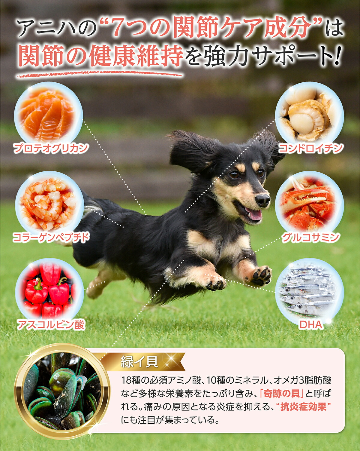 楽天市場】【20％OFFクーポン！3/11 10時まで】【獣医師監修】アニハ