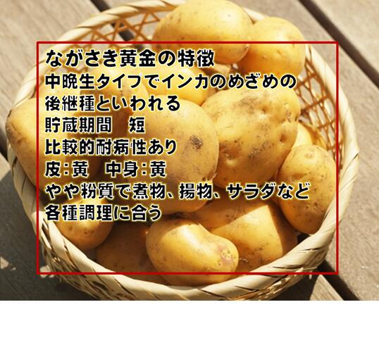 楽天市場】ながさき黄金 じゃがいも 種芋 1キロ : 荒川種苗