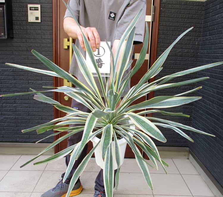 楽天市場】キミガヨラン（観葉植物｜花・観葉植物）：花・ガーデン