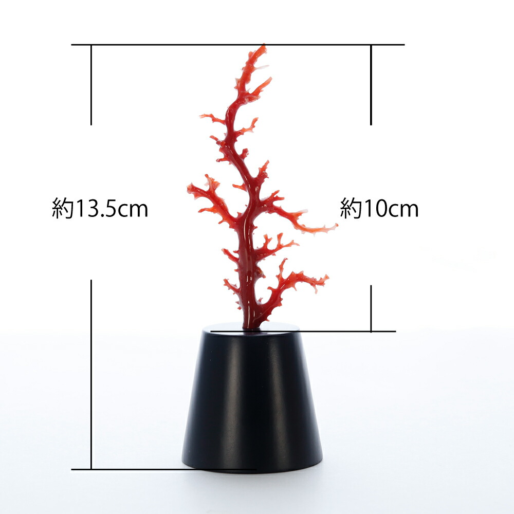 楽天市場】1点物 日本産血赤珊瑚＜枝＞拝見物 3月 誕生石 珊瑚 置物