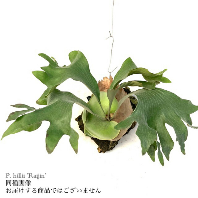 楽天市場】(現品) ビカクシダ ヒリー '雷神' (spore) (No.41174