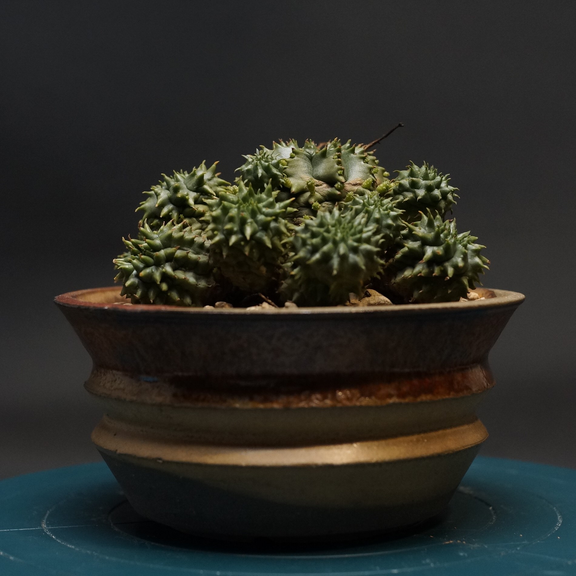 楽天市場】【現品・現物】塊根植物 アフリカ亀甲竜 5号（キッ