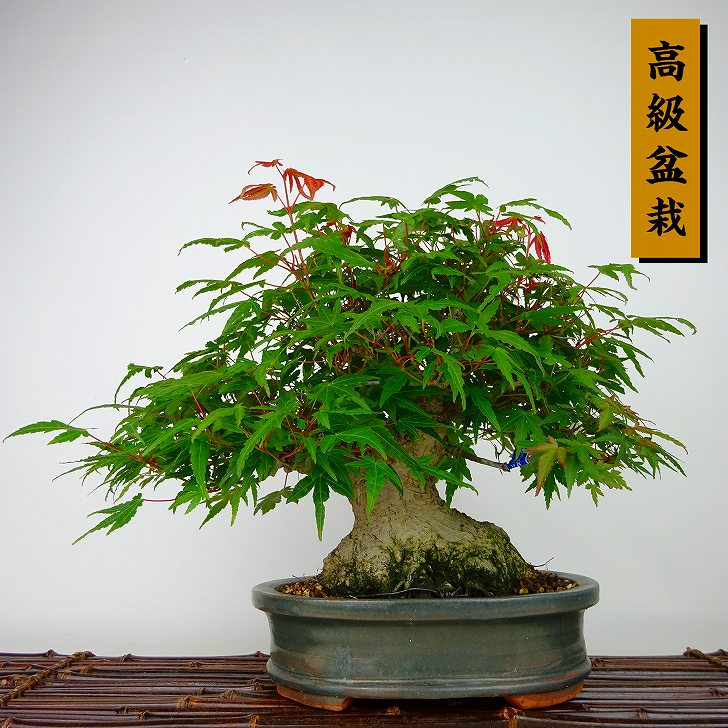楽天市場】盆栽 紅葉 樹高 約21cm もみじ 高級盆栽 Acer palmatum