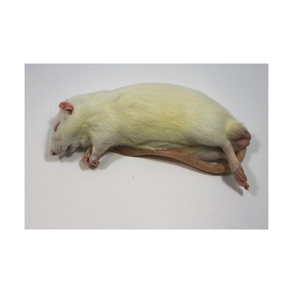 楽天市場】【クール便発送】 冷凍アダルトラット LL 20匹入 冷凍マウス