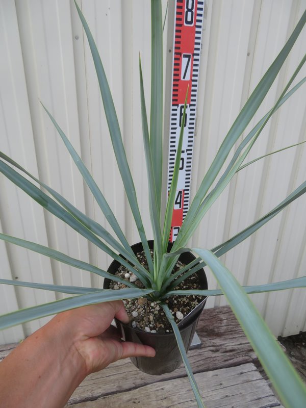 楽天市場】ユッカ リギダ 苗木 5号鉢【h14sotoni】 : 千草園芸