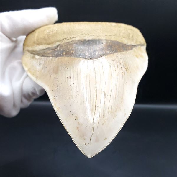 楽天市場】【送料無料】【メガロドン /化石/歯/恐竜】極上 メガロドン