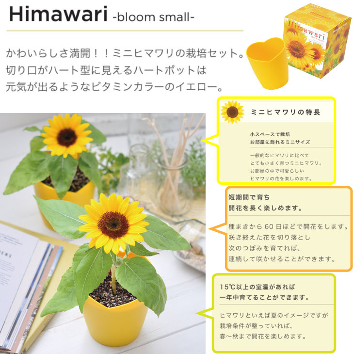 楽天市場】ミニ ヒマワリ 栽培セット GD-753 聖新陶芸 室内栽培 園芸