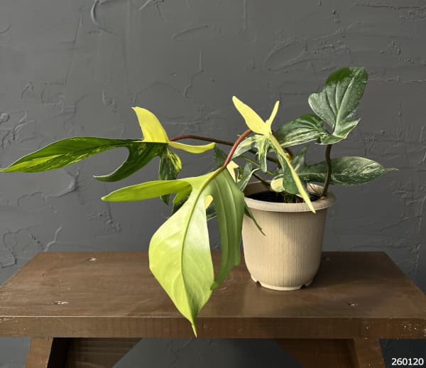 楽天市場】観葉植物/フィロデンドロン：フロリダビューティー