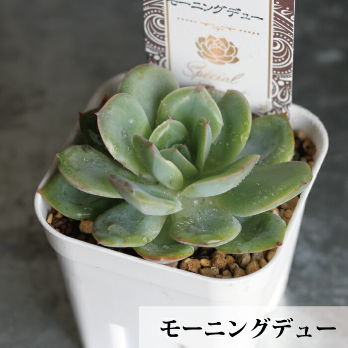 楽天市場】【SS限定☆エントリーで＋P10倍＆MAX15％OFFクーポン