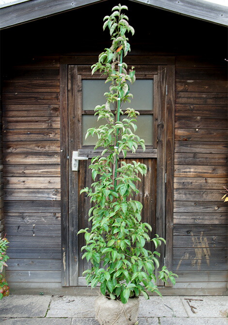 楽天市場】常緑ヤマボウシ/ホンコンエンシス月光 単木 樹高1.8m前後