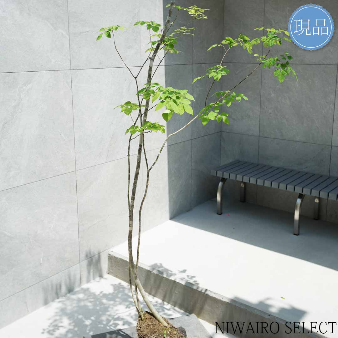 楽天市場】【現品】山採り【アオダモ】株立ち 自然風樹形