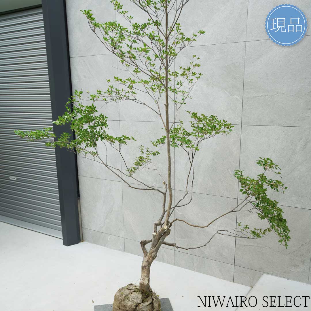 楽天市場】【現品】山採り【大型ドウダンツツジ】灯台躑躅 自然風樹形