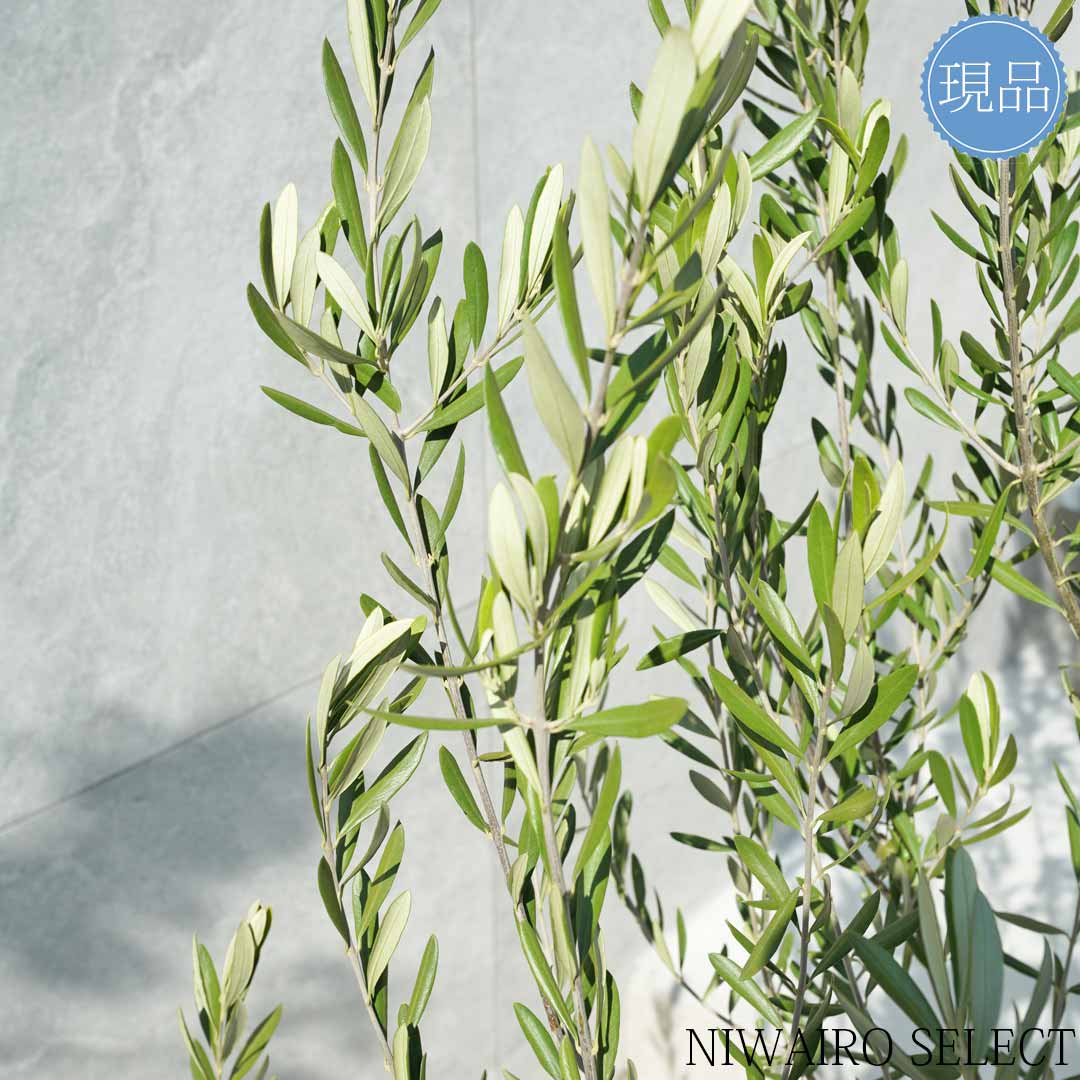 楽天市場】【現品】【オリーブの木】チプレッシーノ=シプレッシーノ