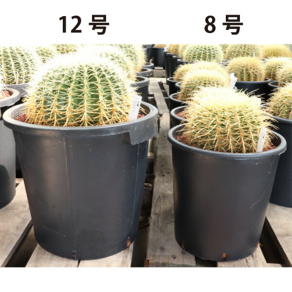 楽天市場】キンシャチ 金シャチ 金鯱 サボテン 8号 大苗 新築祝い 大型