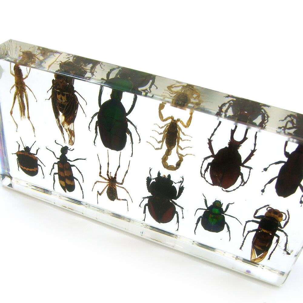 楽天市場】【※メール便不可※】限定入荷 昆虫樹脂標本(12種)【サソリ