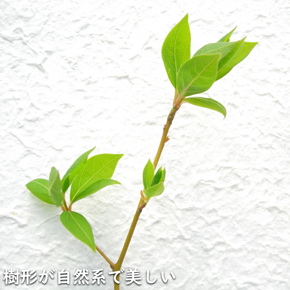 楽天市場】クロモジ 株立ち 2m 露地 苗木 : トオヤマグリーン