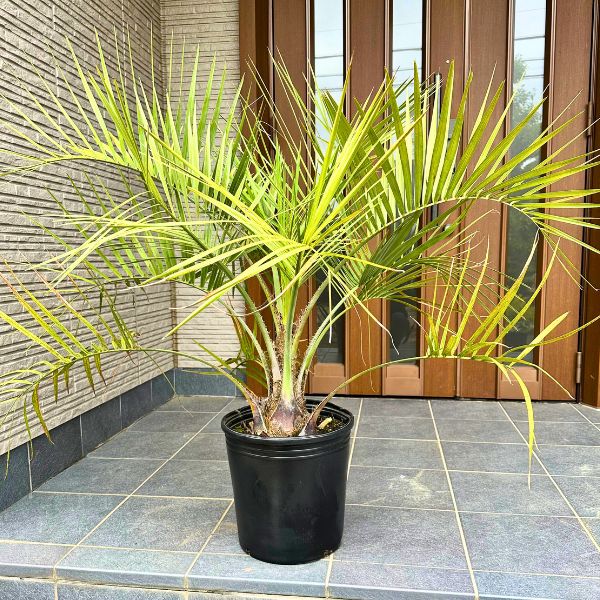 楽天市場】ココスヤシ10号樹高110cm前後(鉢底から) ヤシノキ 椰子の木