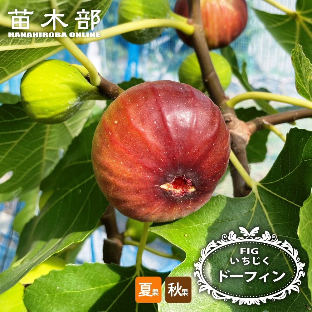 楽天市場】いちじく 【ドーフィン】 1年生 挿し木苗 : 苗木部 by 花