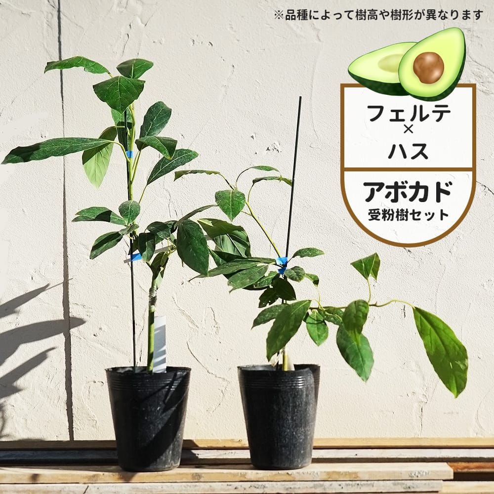 楽天市場】【フェルテ種】 アボカド Bタイプ 2年生 接木苗 単品 or