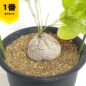 亀甲竜」の人気商品一覧 | 安い商品を通販サイトから探す - 価格.com