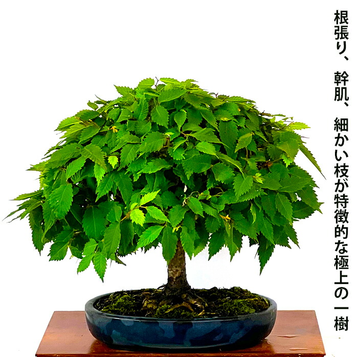 楽天市場】盆栽 欅 樹齢40年 箒たち樹形 一点もの 現品お届け 希少 欅