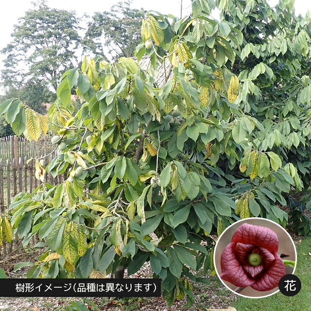 楽天市場】【アシナミ属】ポポー マンゴー接木苗 5号ポット : 産直花だん屋