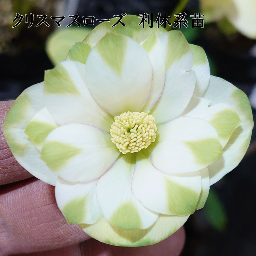 溢れるつぼみ！ボリュームあり！グリーンリップクリスマスローズ、大苗