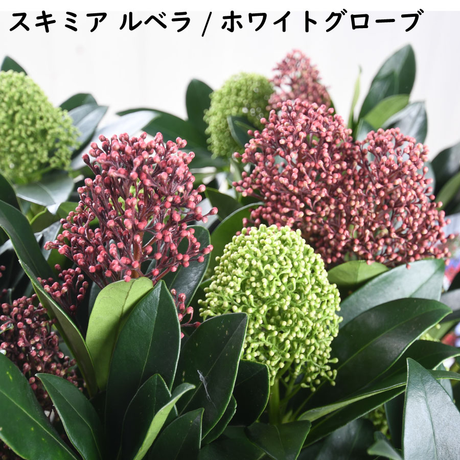 楽天市場】スキミア 【セール品！】ルベラ ホワイトグローブ 6号鉢植え