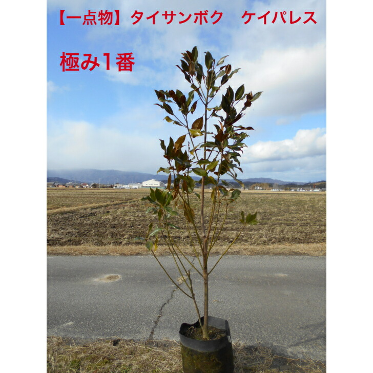 楽天市場】タイサンボク ケイパレス（花・ガーデン・DIY）の通販