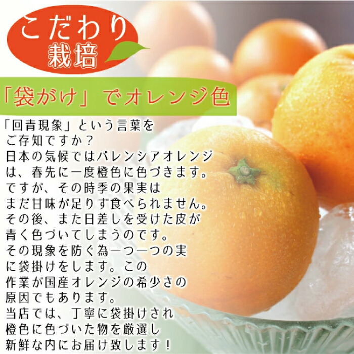 楽天市場】国産 バレンシアオレンジ 送料無料【 L/2L/3L(中玉から大玉