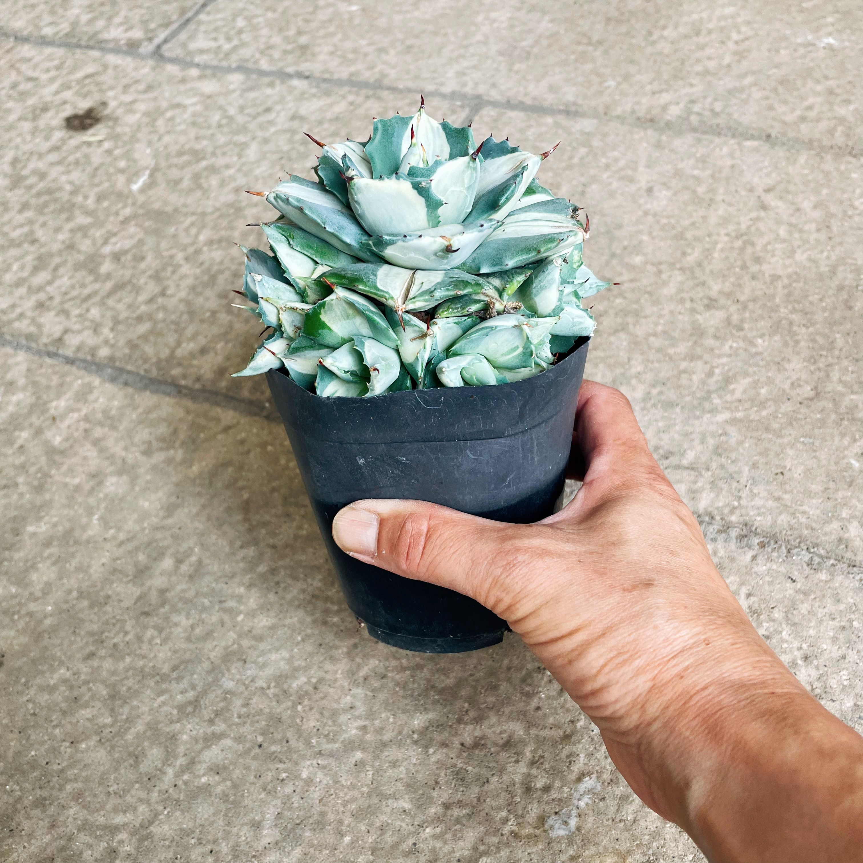 楽天市場】Agave アガベ 王妃雷神 管理方法付き3号鉢 サボテン 多肉