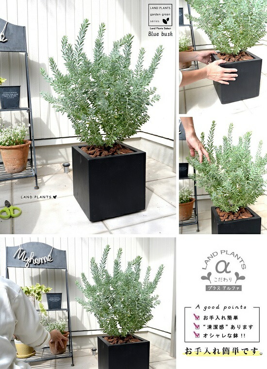 楽天市場】アカシア（ブルーブッシュ） 黒色 キューブ型 陶器鉢 低木