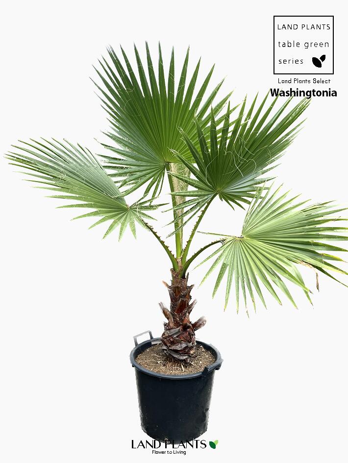 楽天市場】ヤシ（ワシントンヤシ） 1鉢 15号 プラスチック鉢 黒色 ヤシ