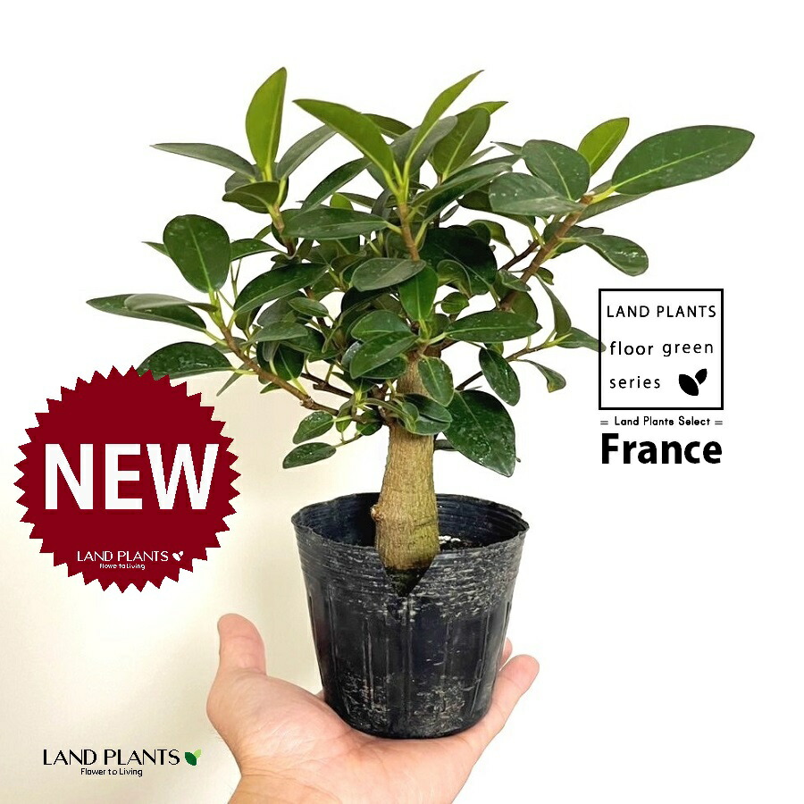楽天市場】フランスゴムの木（サイズ（植木鉢）～ 3号）の通販