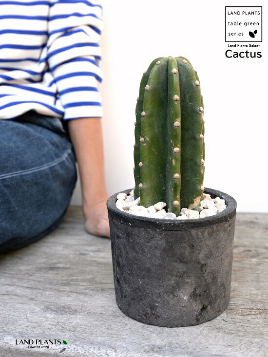 楽天市場】サボテン（柱サボテン：1本立ち） 黒色 モスポット