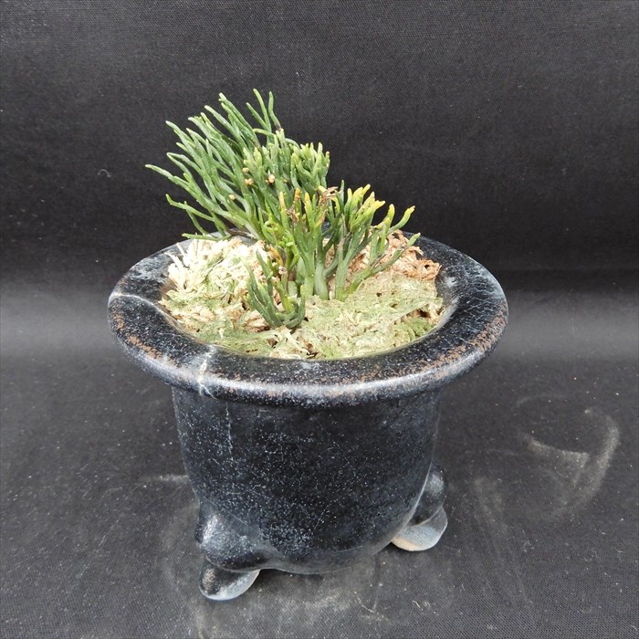 楽天市場】松葉蘭 青龍角 3.5号観音鉢 マツバラン 古典植物 山野草 kih