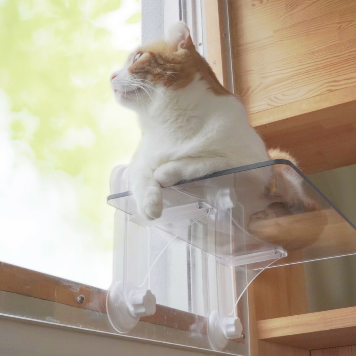 楽天市場】キャットステップ 窓用 透明 ネコ ペット用 （ クリア